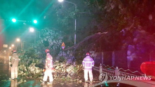 무너지고 쓰러지고 2만가구 정전까지… 부산 태풍피해 200여건