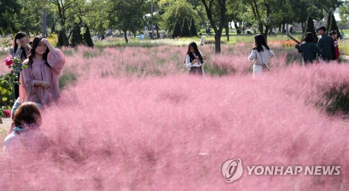 [핑크 열풍] ① '여기도, 저기도' 한반도 뒤덮은 핑크뮬리