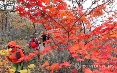 '청명한 가을 하늘…울긋불긋 단풍' 명소마다 행락객 북적