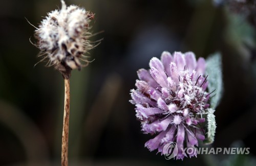 경남 내륙·산지에 서리·얼음까지…"농작물 관리 유의"