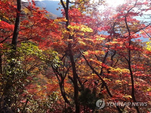 단풍 절정기 시작…무리한 산행 피하고 안전수칙 지켜야