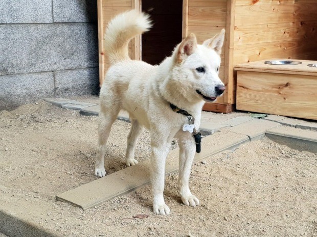 북에서 온 평양남북정상회담 선물 풍산개 '송강'  (사진=연합뉴스)