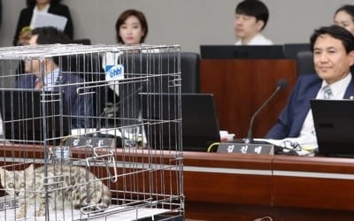 [국감현장] 총리실 대상 정무위 국감에 '벵갈 고양이' 깜짝 등장