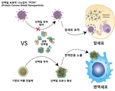 암(癌)만 공격하는 똑똑한 '고효율 나노입자' 치료제 개발...UNIST 유자형 강세병 김채규 교수팀