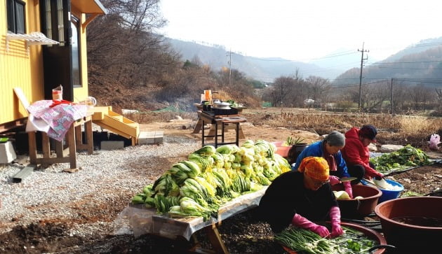 귀농 첫해 수확한 배추로 김장을 담그고 있다. 김경래 대표 제공