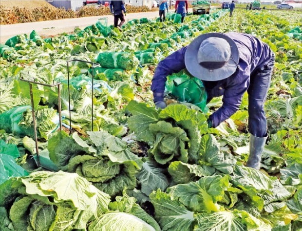 속이 꽉찬 김장용 배추