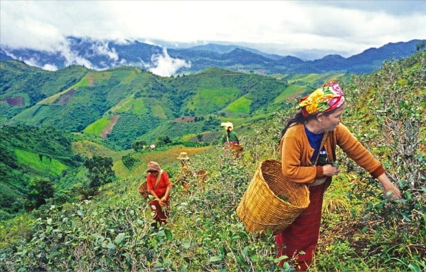 깔로에 사는 소수민족은 주로 밭농사를 하며 차밭을 가꿔 생계를 유지한다. 깔로 팔라웅족 마을의 여인들이 차잎을 따고 있다.  