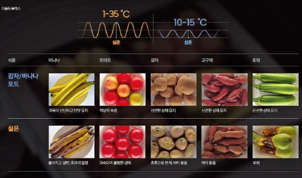 아삭한 김치부터 와인·곡물까지…4계절 가전으로 진화한 삼성 '김치플러스'