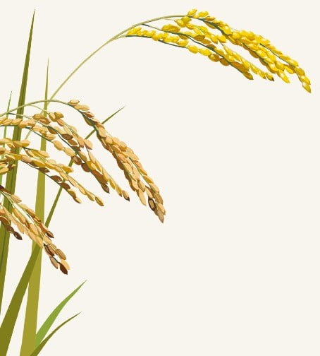 수확기에도…쌀값 치솟고 시장엔 쌀부족 왜?