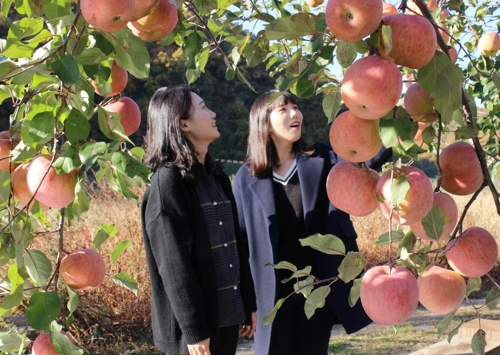 국내 최고령 사과·배나무 과일 주렁주렁…노익장 과시