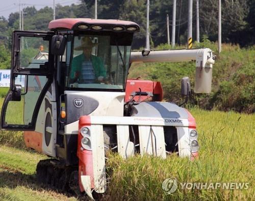 여름 폭염에 벼 품질·생산량 하락…농민 '주름살'