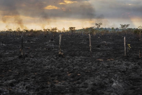 브라질 아마존 열대우림 파괴 급증세…불법벌목이 주요인