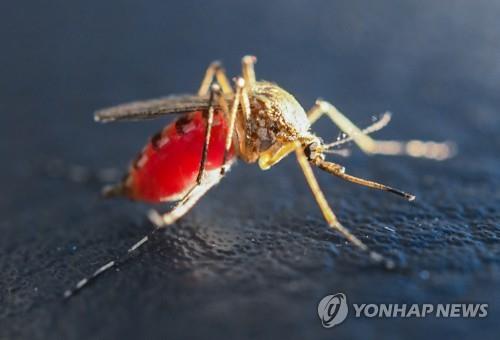 '모기와의 전쟁' 뛰어든 구글…미국 한 마을서 모기 95% 줄여