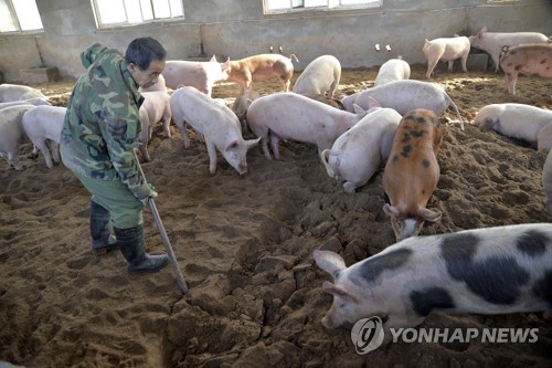 번지는 아프리카 돼지열병…중국 사료서 바이러스 첫 검출