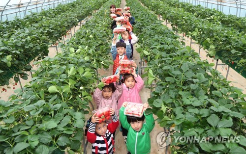 "한 알에 1000원, 너무 비싸네"…딸기 작년보다 47% 급등