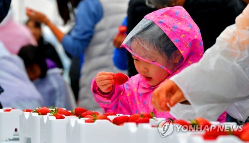 "한 알에 1000원, 너무 비싸네"…딸기 작년보다 47% 급등