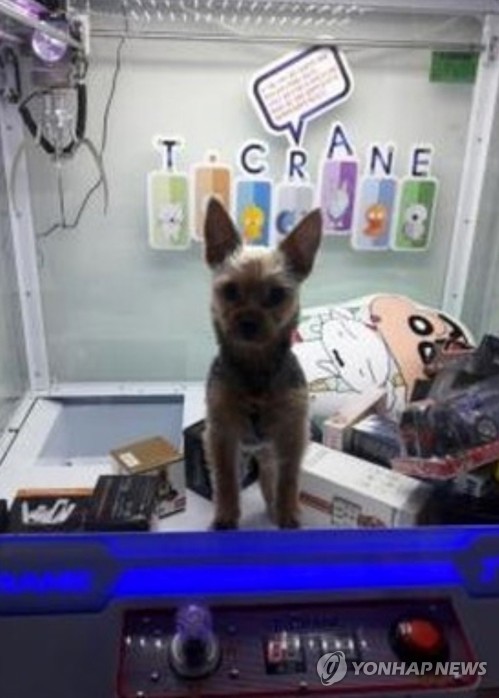 인형뽑기 기계 속 강아지 인증샷…경찰 "동물학대 적용 어려워"