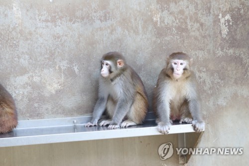 영장류센터 탈출 원숭이 나흘째 행방묘연…"추위 버티기 어려워"
