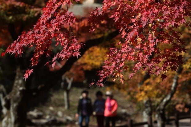 전남 장성군 내장산 국립공원 (사진=연합뉴스)