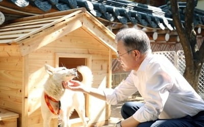 北 선물 풍산개 새끼 출산…문대통령 "남북관계 이와 같길"