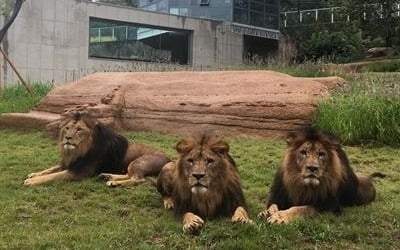 서울대공원 조류사·제3아프리카관 새단장 마치고 재개관