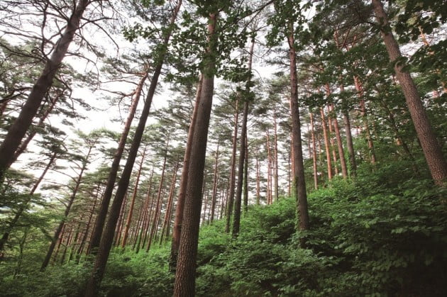 강릉 어흘리 100년 대관령 소나무숲 최초 개방