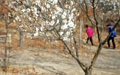 봄인 줄 착각했나