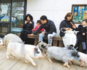 이천 돼지보러오면돼지
 