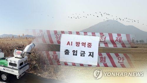 연말연시 AI 발생 가능성 커져…항원 검출 증가에 정부 '긴장'