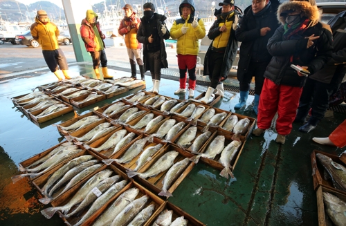 겨울 대표 생선 '대구'가 돌아왔다…진해만 조업 한창