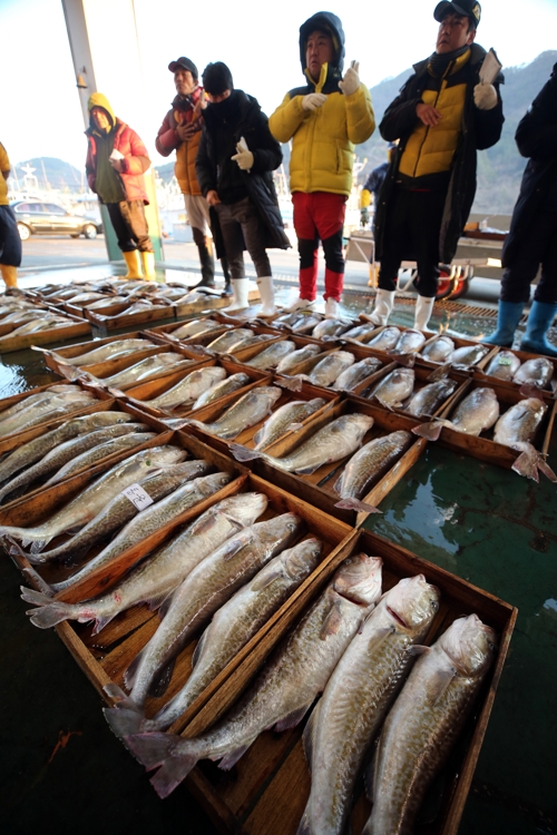 겨울 대표 생선 '대구'가 돌아왔다…진해만 조업 한창