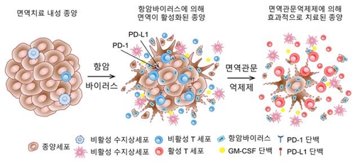 면역 항암제 내성 극복 길 열렸다…새 치료전략 제시