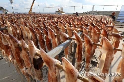 냉장 오징어 1㎏에 2만원…제철에도 가격 고공행진