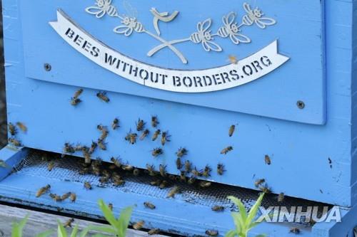 지구촌 식량안보 '첨병' 꿀벌의 대재앙 막을 백신 개발