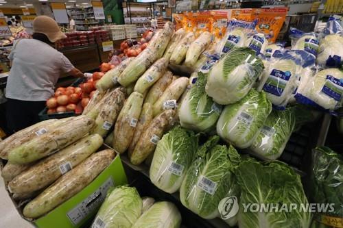 '한때 금값' 배추·무 이젠 가격 떨어져 걱정…산지폐기 추진