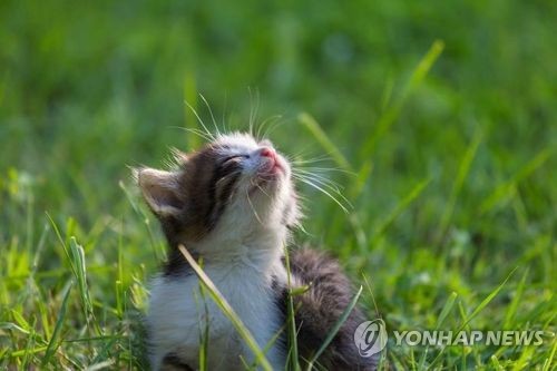 '냥이 키우는 실버집사' 늘었다…60대 이상 반려동물용품 구매↑