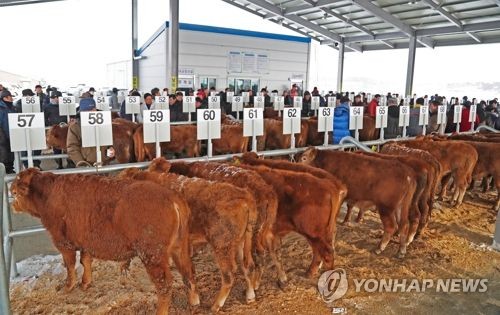 제주도, 다른 시·도산 송아지 반입 8년 만에 허용