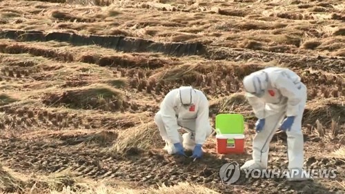 강원 남대천·전북 전주천·제주 오조리서 AI 항원 검출