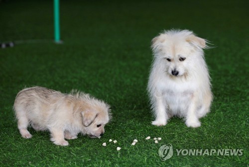 中 반려동물 복제시대…복제견 비용 6200만원·고양이 곧 탄생 