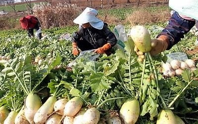 농식품부, '가격하락' 배추·무 수급안정 대책추진