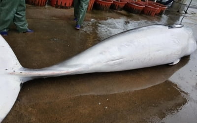 포항 앞바다서 죽은 밍크고래 잡혀…3700만원에 거래