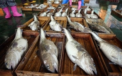 겨울 대표 생선 '대구'가 돌아왔다…진해만 조업 한창