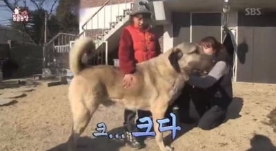 캉갈, 곰도 제압한다고?…실제 크기 보니