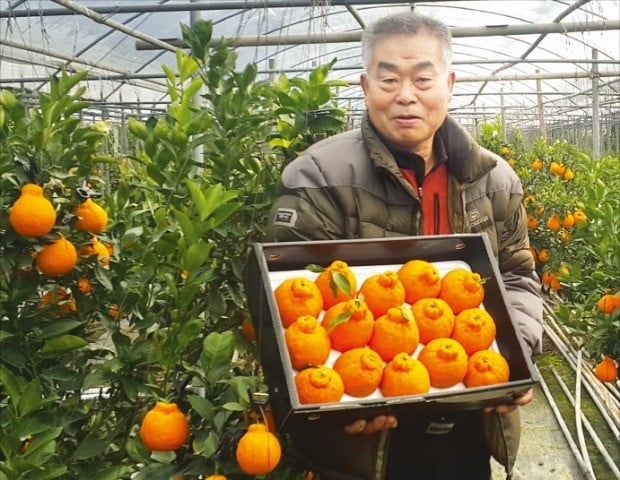 “잘 익은 한라봉 맛보세요”