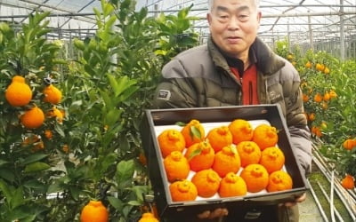 “잘 익은 한라봉 맛보세요”