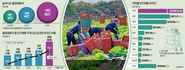 태국에서 온 불법체류자들이 작년 10월 강원 평창군에 있는 한 채소밭에서 수확 작업을 하고 있다.  /한경DB 
