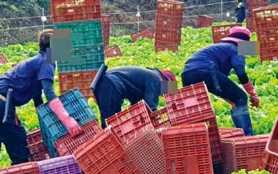 "최저임금 높은 한국서 큰돈 벌자"…관광비자 입국해 불법취업 속출