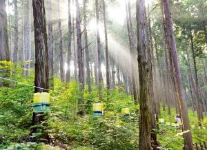 일제 강점기 일본인에 의해 조성된 미래사 편백숲. 