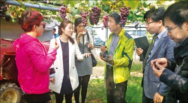 충남 천안 포도농장을 찾은 중국 바이어들에게 거봉 포도의 장점을 설명하고 있는 박용하 대표. 