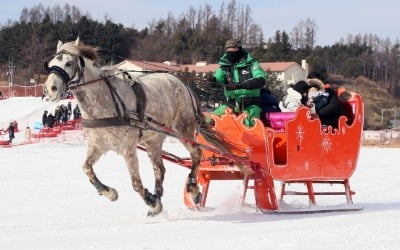 대관령눈꽃축제, 이색적인 눈마차 체험